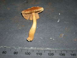 Imagem de Inocybe