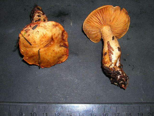 Imagem de Cortinarius rubicundulus (Rea) A. Pearson 1946