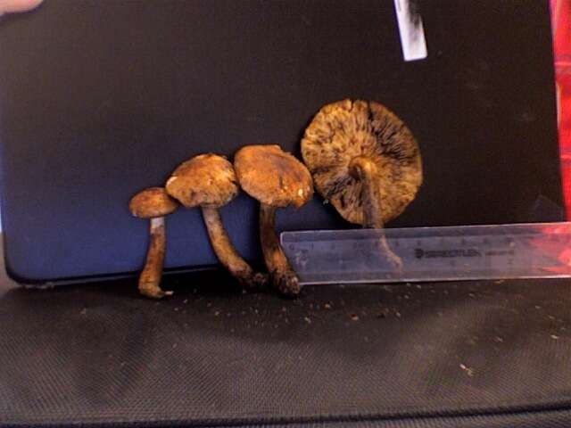 Image of Tricholoma muricatum Shanks 1996