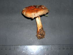 Слика од Cortinarius cupreorufus Brandrud 1994