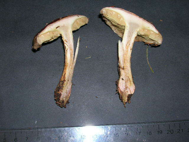 Image of Cortinarius cupreorufus Brandrud 1994