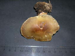 Image of soap tricholoma