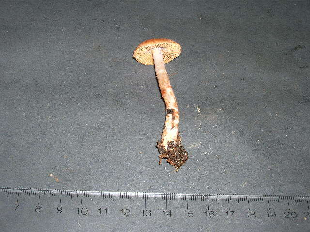 Image of Cortinarius boulderensis A. H. Sm. 1944