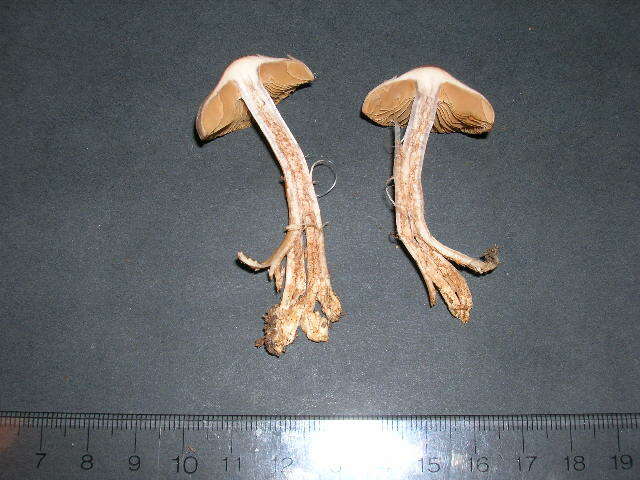 Image of Cortinarius boulderensis A. H. Sm. 1944