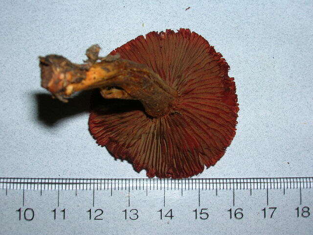 Sivun Cortinarius purpureus (Bull.) Bidaud, Moënne-Locc. & Reumaux 1994 kuva