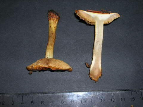 Sivun Cortinarius purpureus (Bull.) Bidaud, Moënne-Locc. & Reumaux 1994 kuva