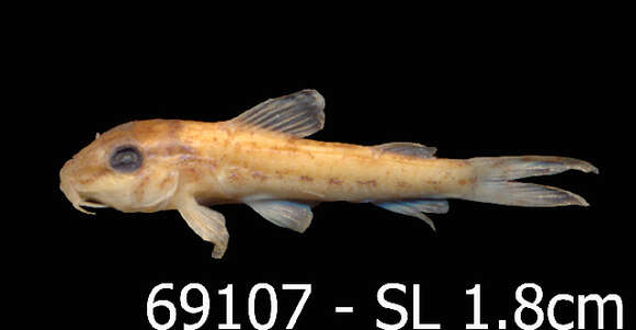 Image of callichthyid armored catfishes