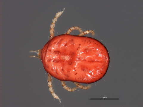 Image of softbacked ticks