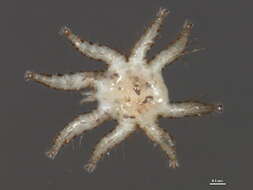 Image of Spinturnicidae