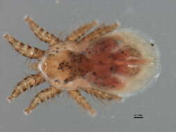 Image of Spinturnicidae