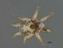 Image of Spinturnicidae
