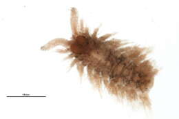 Image of Harmothoe imbricata