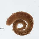 Image of Opisthosyllis