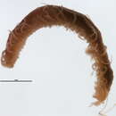 Image of <i>Typosyllis</i>