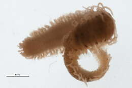 Image of Opisthosyllis