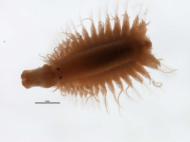 Image of Oxydromus pugettensis (Johnson 1901)