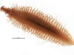 Image of Oxydromus pugettensis (Johnson 1901)