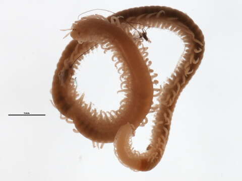 Syllis elongata (Johnson 1901)的图像