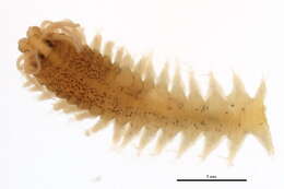 Image de Platynereis bicanaliculata (Baird 1863)
