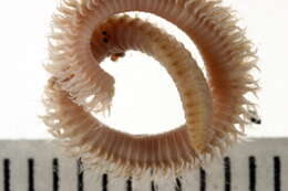 Image of Leitoscoloplos pugettensis