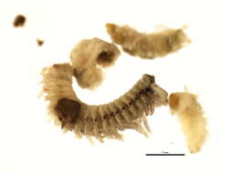 Image of Scolelepis (Scolelepis) squamata (O. F. Muller 1806)