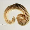 Image de Protodorvillea gracilis (Hartman 1938)