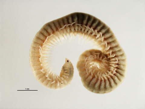 Image of Protodorvillea gracilis (Hartman 1938)