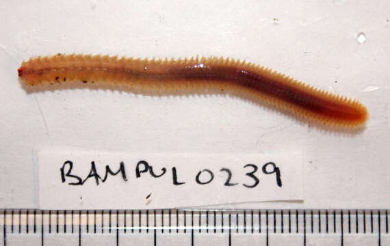 Image of Laonice cirrata
