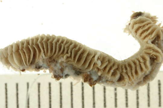 Image of Laonice cirrata