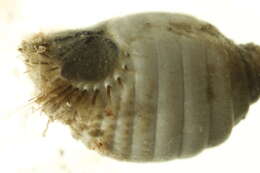 Image of Sternaspis fossor Stimpson 1853