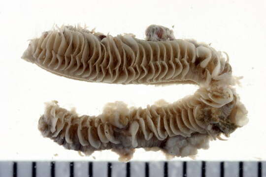 Image of Laonice cirrata