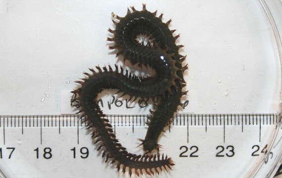 Image of Mussel worm