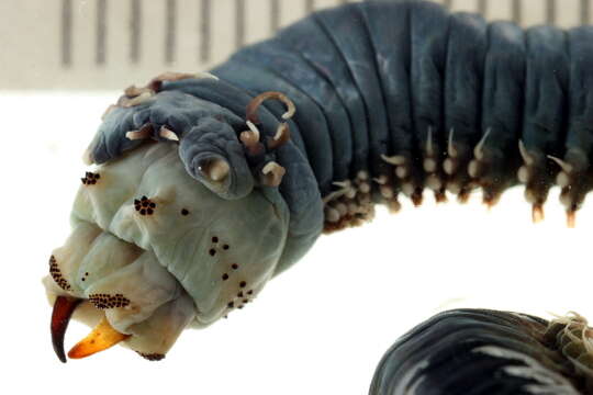 Image of Mussel worm