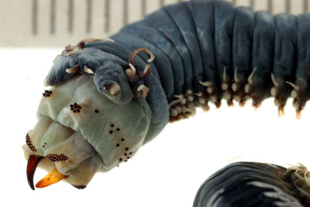 Image of Mussel worm