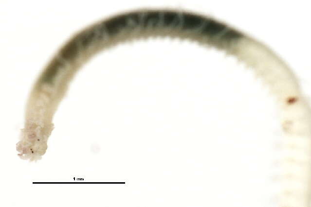 Image de Typosyllis pigmentata