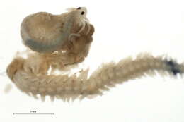 Image of Nereiphylla Blainville 1828