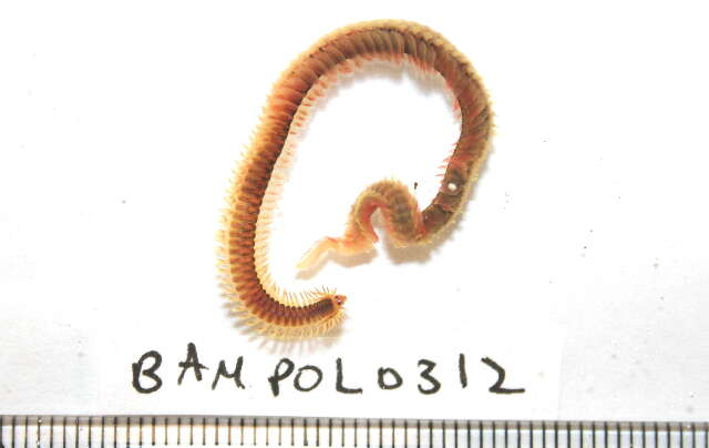 Image of Phyllodoce medipapillata Moore 1909