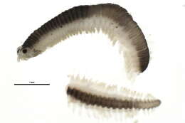 Image of Pterocirrus montereyensis (Hartman 1936)