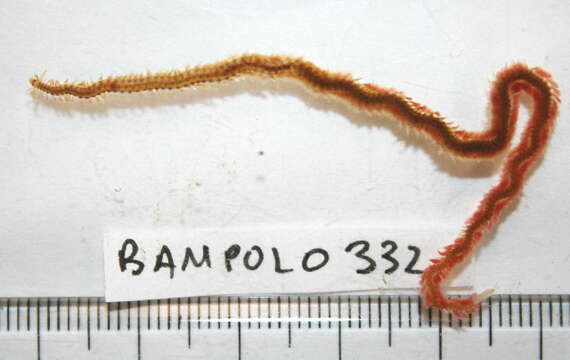 Image of segmented worms