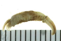 Image of Ampharetidae