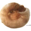 Sivun Protolaeospira (Protolaeospira) eximia (Bush 1905) kuva