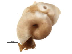 Image of Protolaeospira subgen. Protolaeospira
