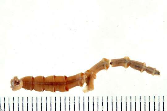 Image of bamboo worms