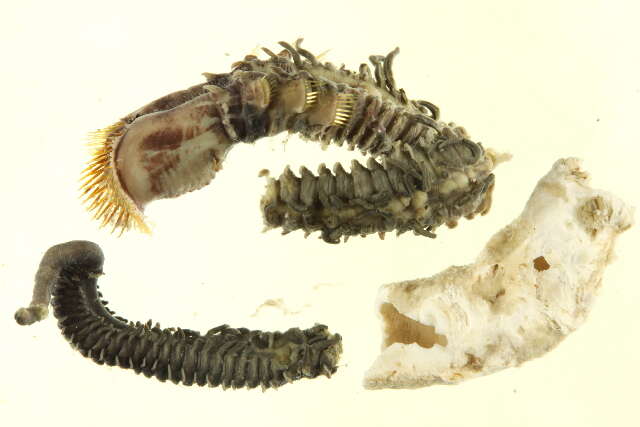 Imagem de Sabellariidae