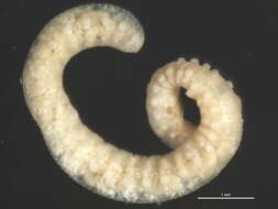 Image of Sphaerodoridae