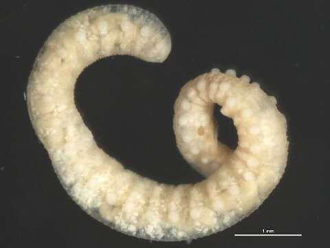 Image of unclassified Phyllodocida