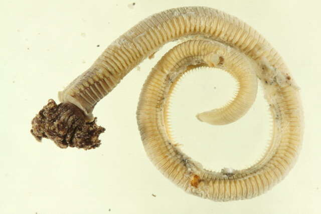 Image of calcareous tubeworms