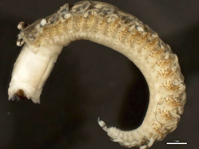 Image of polynoid scaleworms