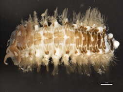 Image of polynoid scaleworms