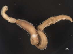 Image of bloodworms